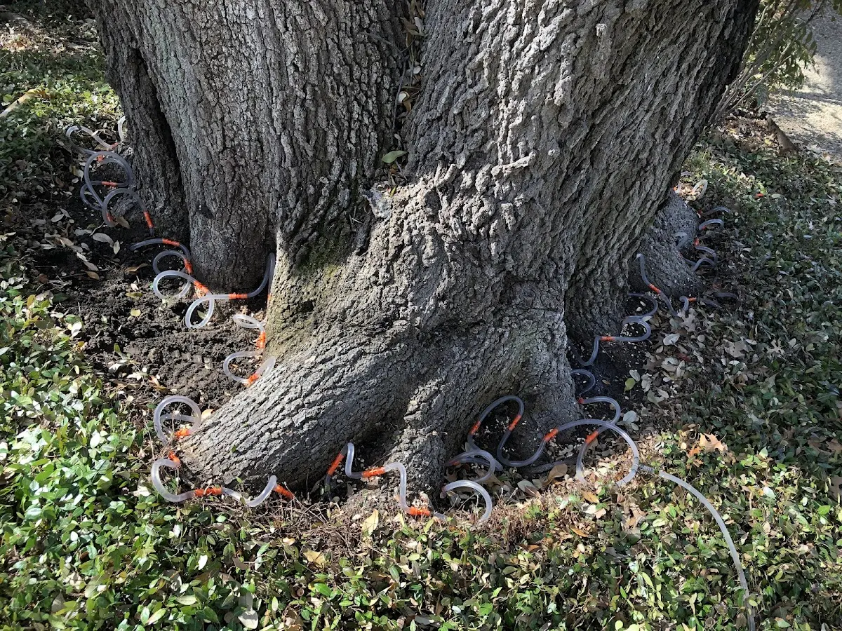 Detailed Tree Cabling and Bracing job site in Newberry Springs