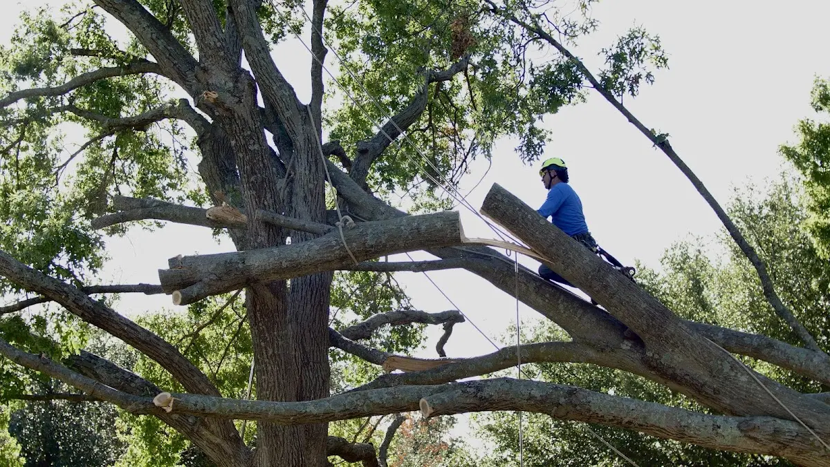 Professional Crown Thinning performed by certified arborists in Newberry Springs