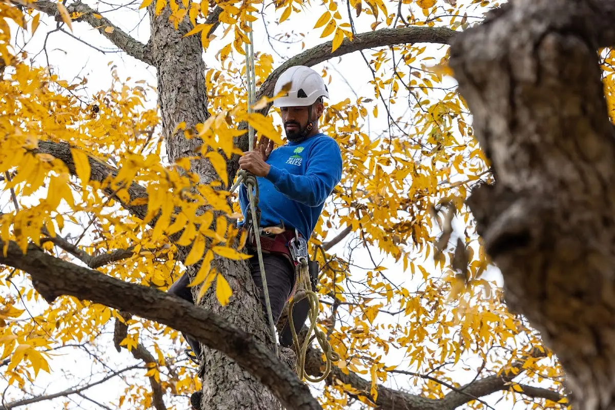 Skilled Tree Pruning crew working in Newberry Springs