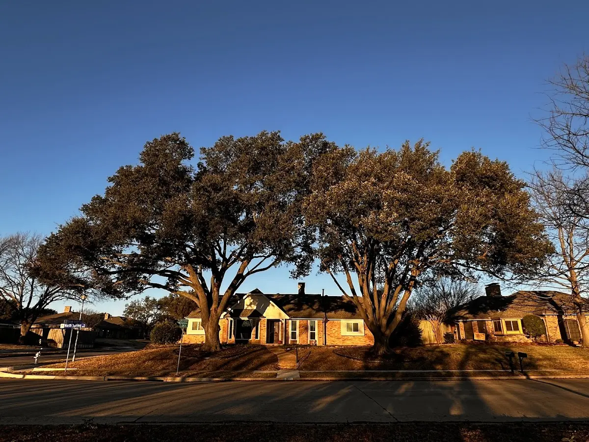 Established residential canopy tree shading a home in Newberry Springs